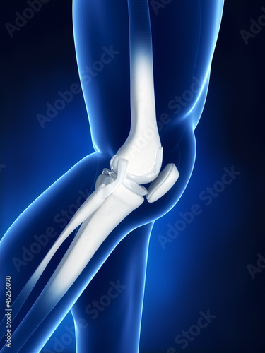 Canvastavla Knee bone anatomy