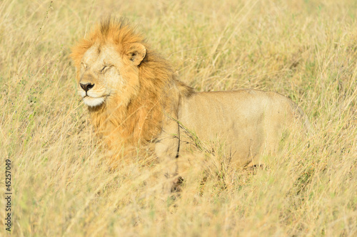 Male and female lions are mating in Africa