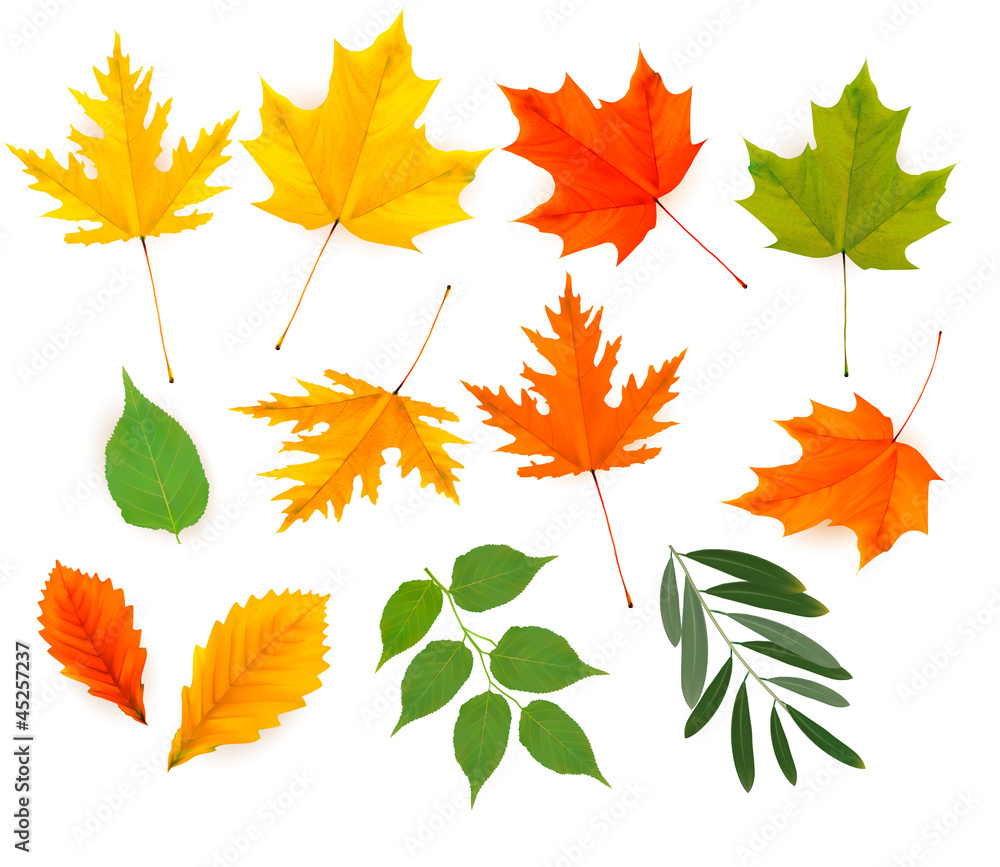 Fototapeta premium Set of colorful autumn leaves. Vector.