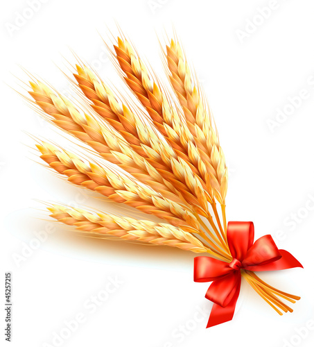 Ears of wheat with red bow. Vector.