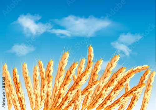Ears of wheat in front of blue sky. Vector.