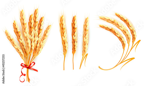 Set of ears of wheat. Vector.