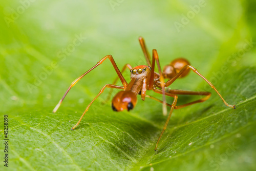 Male Myrmarachne plataleoides jumping spider