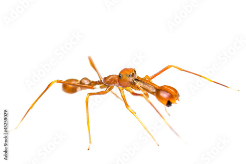 Isolated Male Myrmarachne plataleoides jumping spider