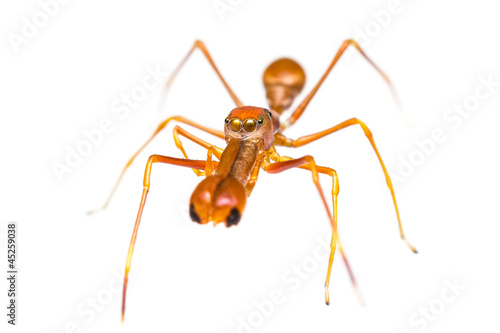 Isolated Male Myrmarachne plataleoides jumping spider