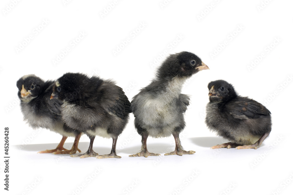 A group of cute black chicks