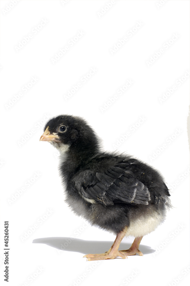 Cute baby chick Cute baby chick