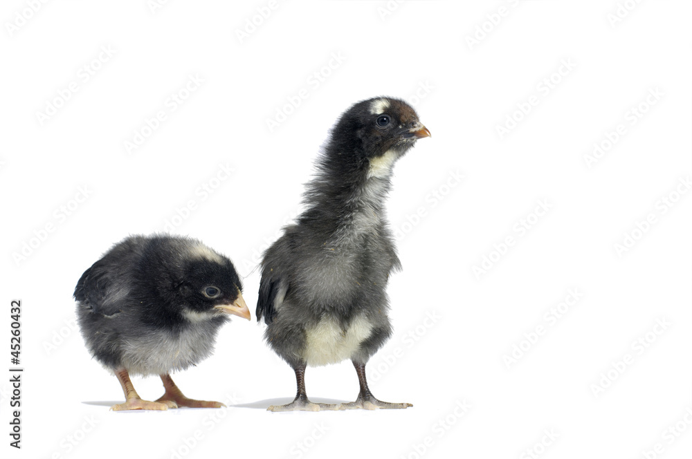 Photo of two black baby chicks