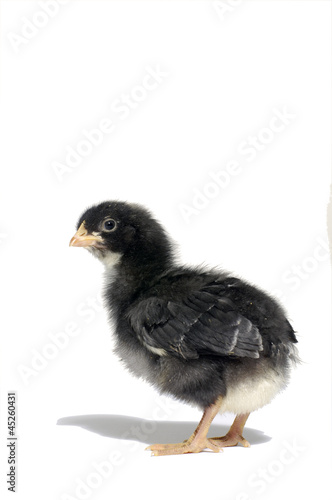 Cute baby chick © camellias