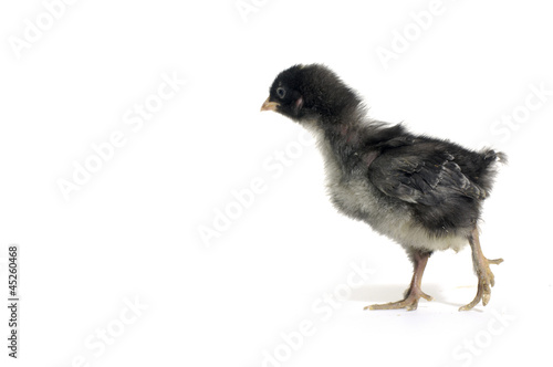 walking baby chick