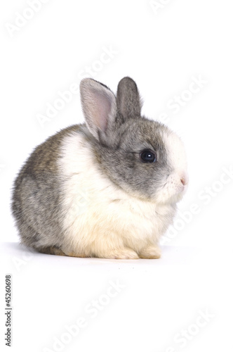 Young cute rabbit