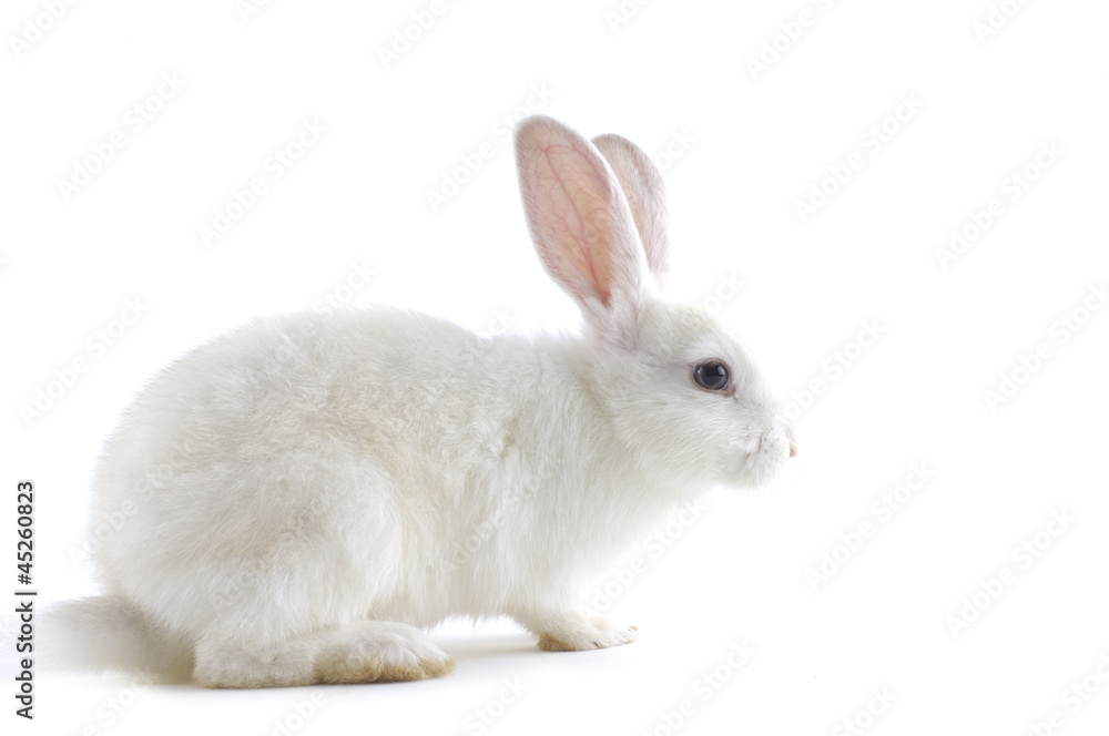 Naklejka premium biały królik na białym tle biały