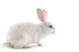 white rabbit isolated against white