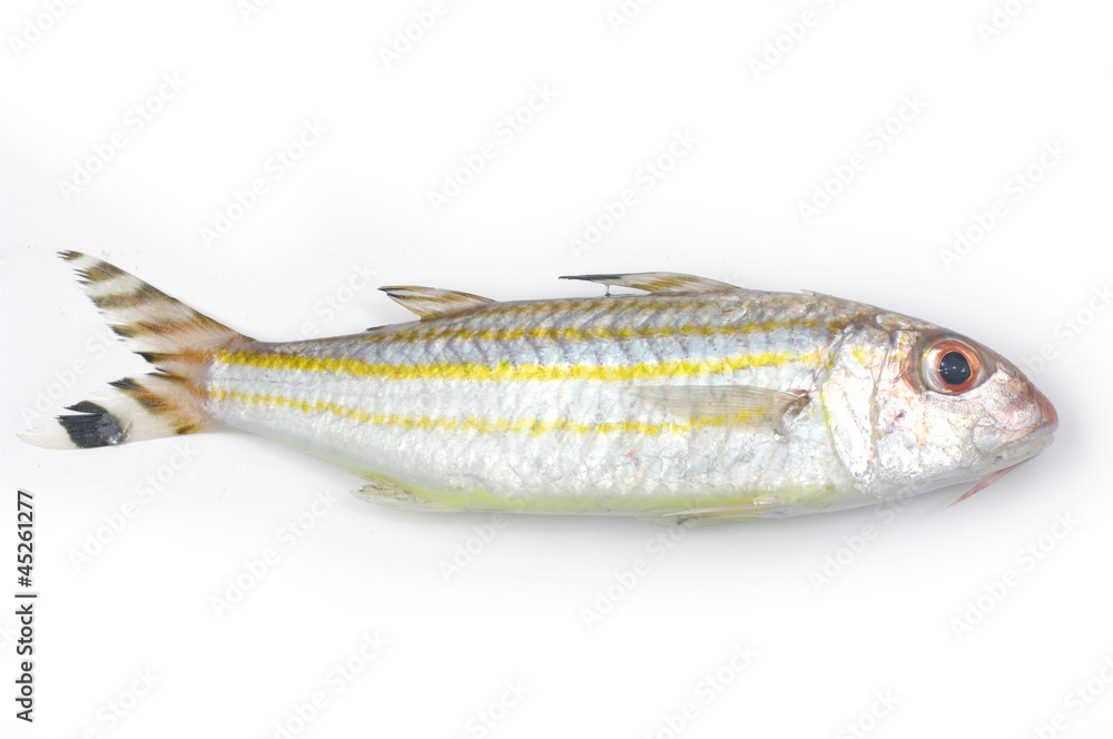Studio shot of a raw fish Studio shot of a raw fish