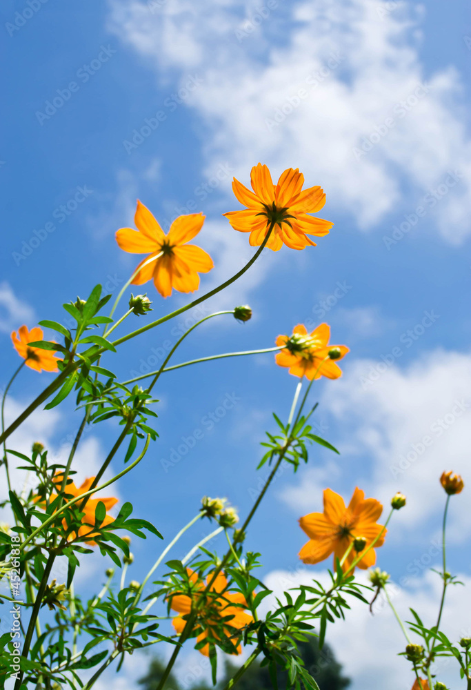 Flower background and sky