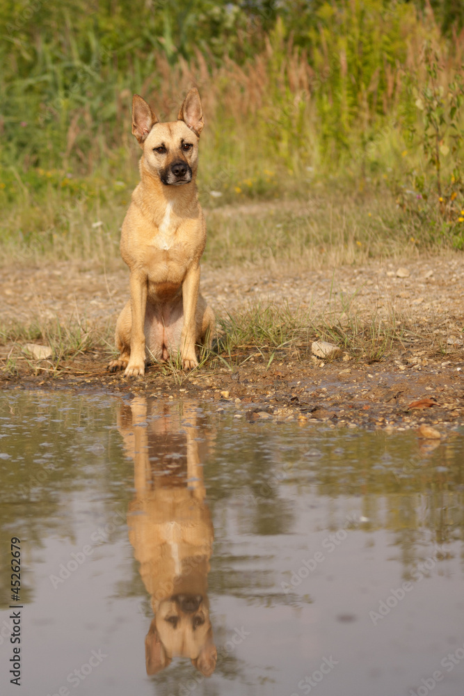 Malinois Mischling Malinois Mischling