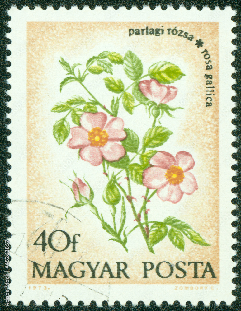 stamp printed in Hungary shows French Rose stamp printed in Hungary shows French Rose