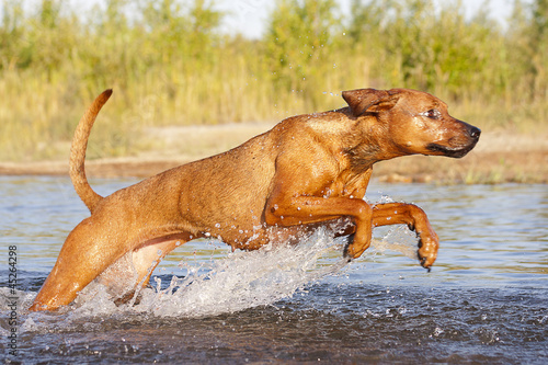 Rhodesian Ridgeback Mix