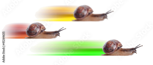 Concept. fast snail with colored silhouette.