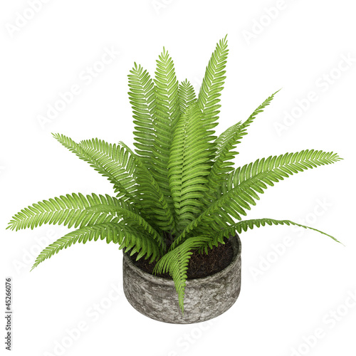 Nephrolepis fern houseplant