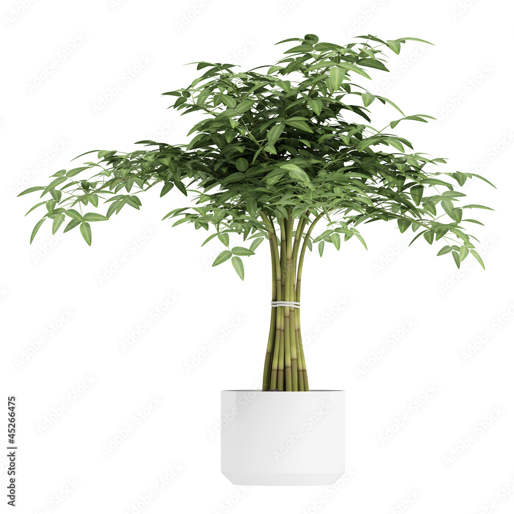 Fototapeta premium Ornamental bamboo houseplant