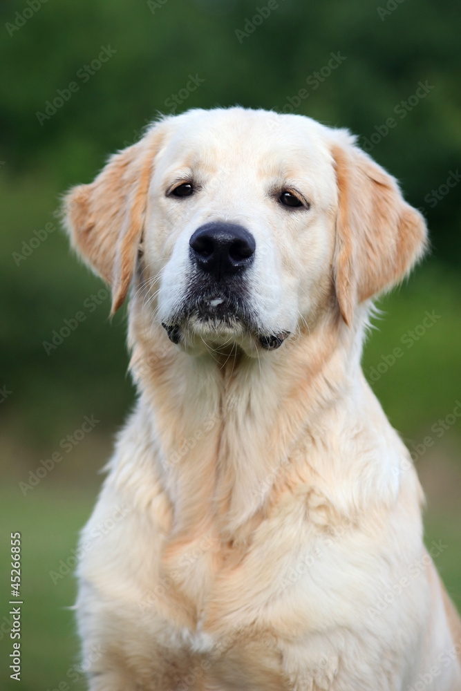 Golden Retriever Golden Retriever