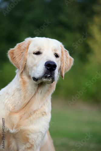 Golden Retriever © pfotastisch