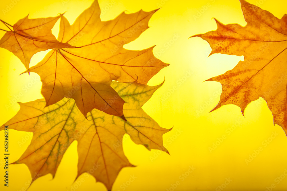 Fototapeta premium Paints of autumn