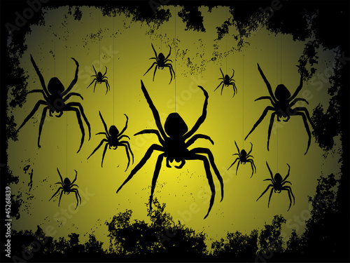 Black spider