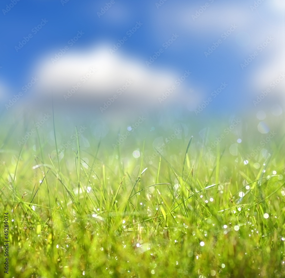 Green grass and blue sky Green grass and blue sky