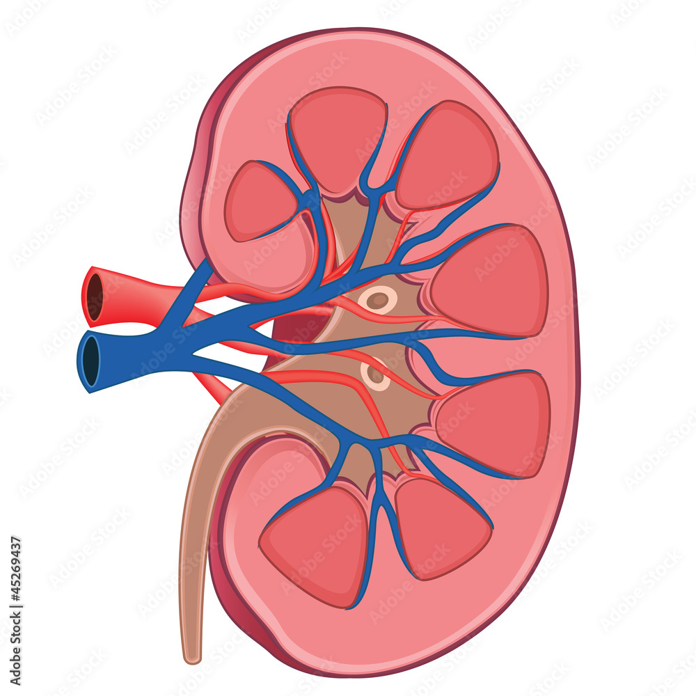 Kidney anatomy vector illustration Stock Vector | Adobe Stock