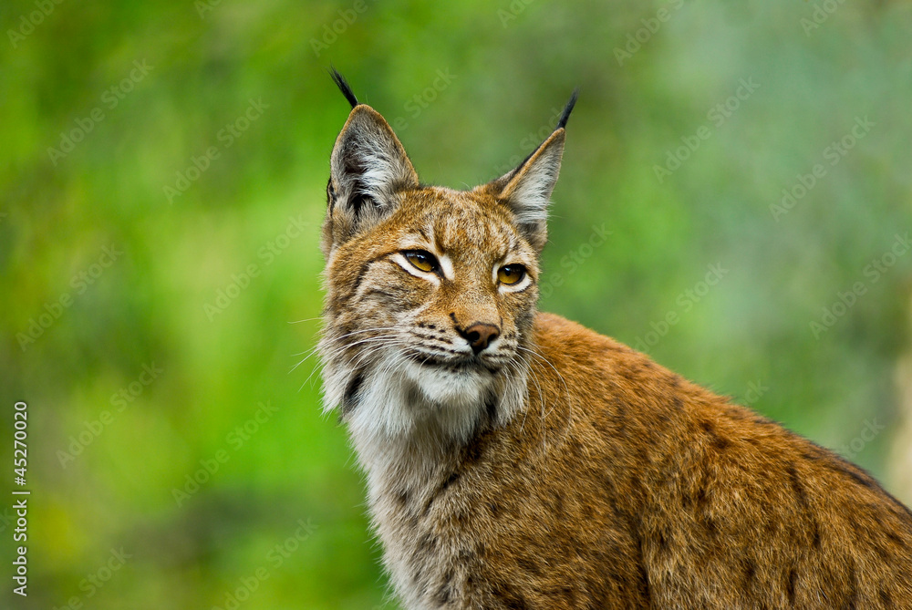 Obraz premium Lynx