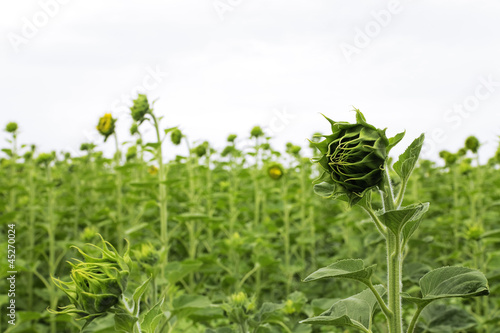 closed sunflower in bad wea...