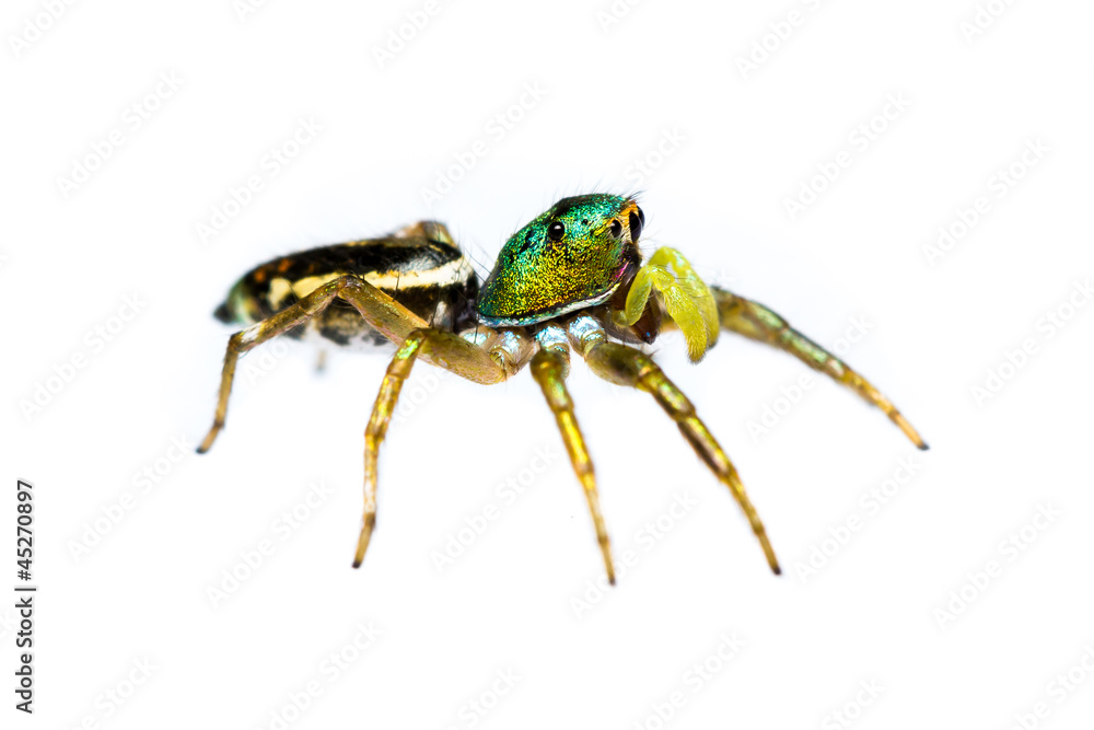 isolated cosmophasis umbratica jumping spider isolated cosmophasis umbratica jumping spider