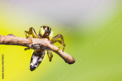 cosmophasis umbratica jumping spider photo