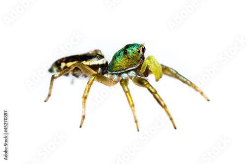 isolated cosmophasis umbratica jumping spider