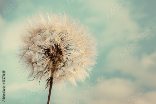 Dandelion Isolated on blue cloudscape