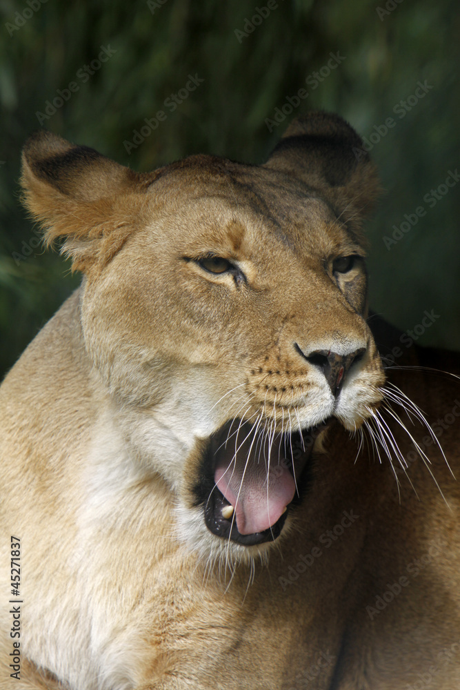 Naklejka premium Löwin