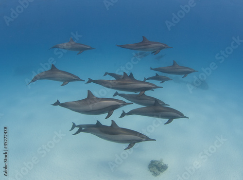 Pod of wild spinner dolphins © Paul Vinten