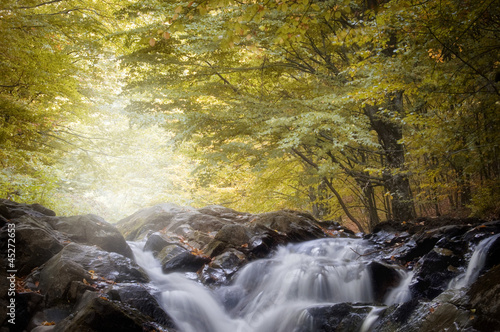 river in a forest with golden leafs in autumn