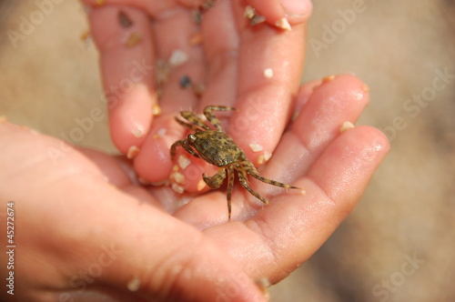 Fotografija piccolo granchio passeggia sulle mani