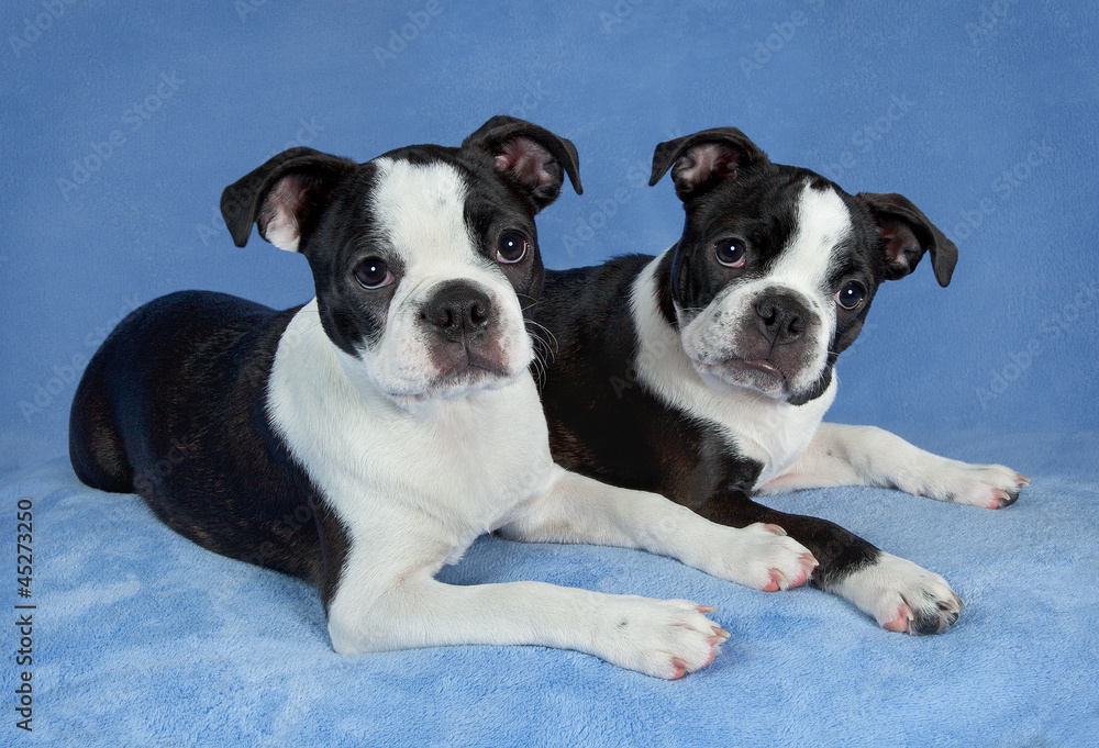 Two Boston terriers