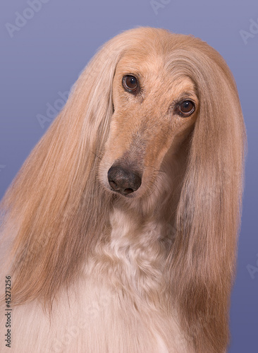 Snickers the Afghan Hound