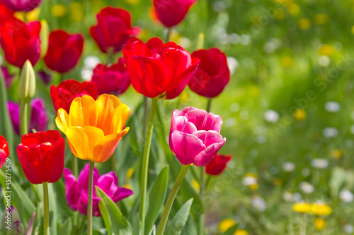 colorful spring flowers