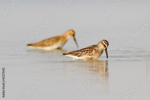 Broad-billed Sandpiper And Dunlin