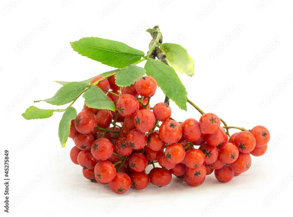rowan, rowanberry, rowan-tree, sorb, wild ash, viburnum, guelder rowan, rowanberry, rowan-tree, sorb, wild ash, viburnum, guelder