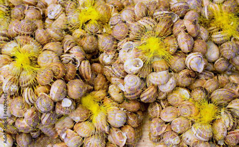 Fototapeta premium Mediterranean snails in yellow nets