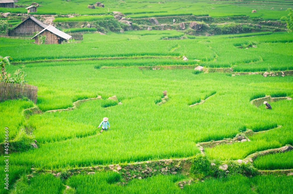 Farmer in Vietnam is growing rice in the terrace