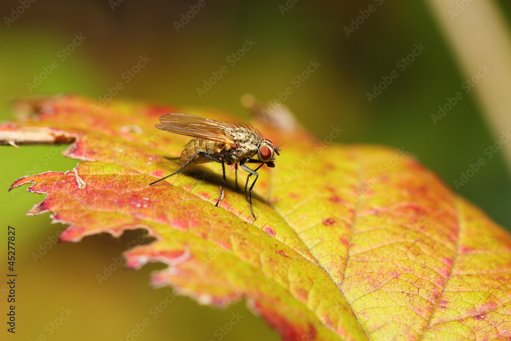 little fly on a leaf in autumn little fly on a leaf in autumn