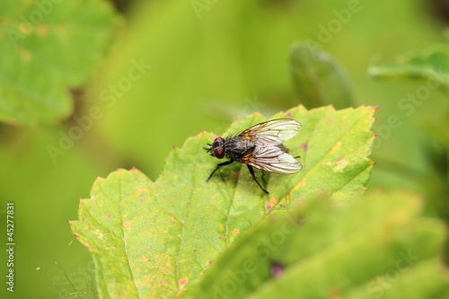colorful fly on a green leaf © meikesen